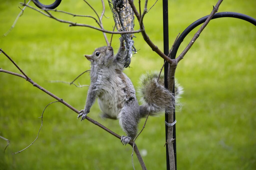 squirrel, animal, climbing