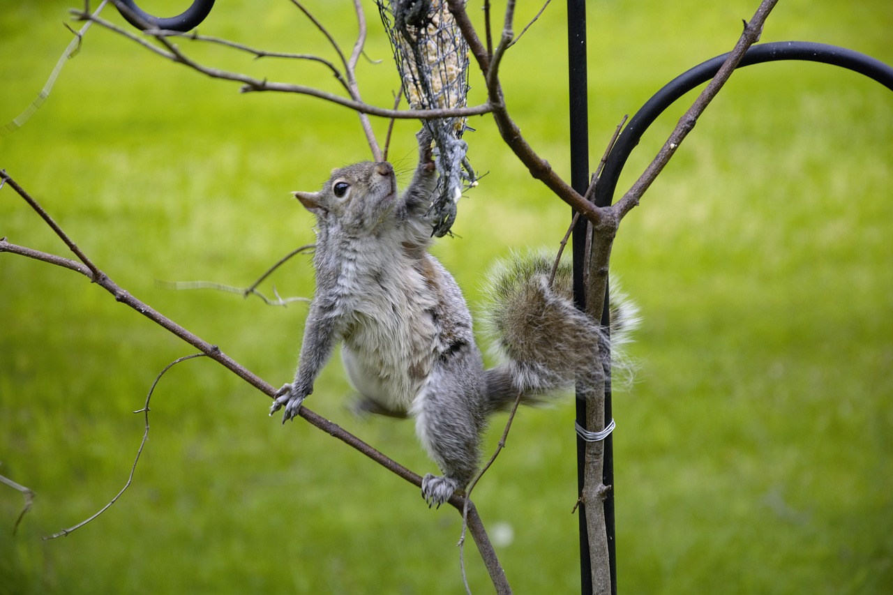 squirrel, animal, climbing